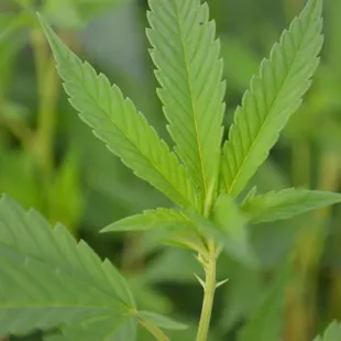 Organic Clones Marijuana Clones Cannabis Clones www.arbornursery.org