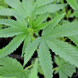 Organic Clones Marijuana Clones Cannabis Clones www.arbornursery.org