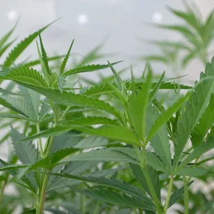 Organic Clones Marijuana Clones Cannabis Clones www.arbornursery.org