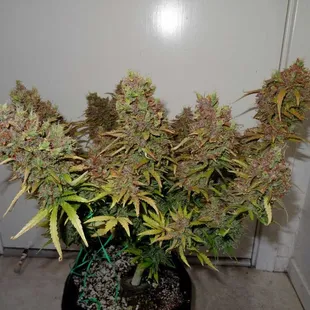 This thing is a beast