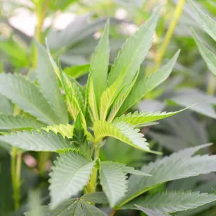 Organic Clones Marijuana Clones Cannabis Clones www.arbornursery.org