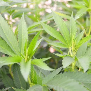 Organic Clones Marijuana Clones Cannabis Clones www.arbornursery.org