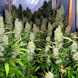 First harvest with these guys