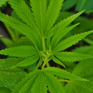 Organic Clones Marijuana Clones Cannabis Clones www.arbornursery.org