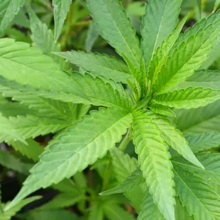 Organic Clones Marijuana Clones Cannabis Clones www.arbornursery.org