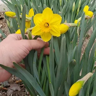 30 year old daffodil.