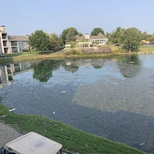 The pond... looks like this pretty often