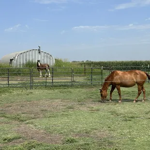 Horses keep you company while you eat your pie outdoors. (They have tables inside too!)