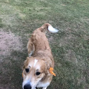 My sweet Harley loving the dog park