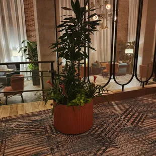 a potted plant on the floor