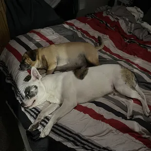 two dogs sleeping on a bed
