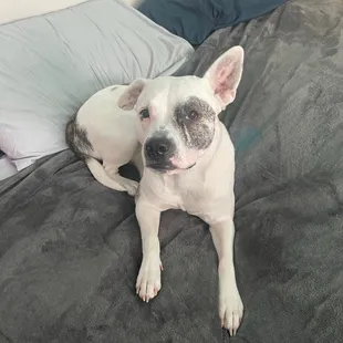 a dog laying on a bed