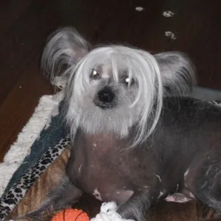 I got a dog in my sandwich