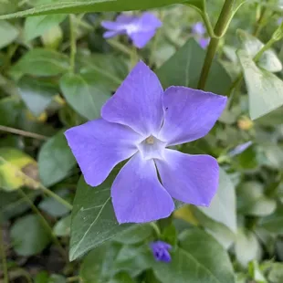 Arcade Creek Park Preserve