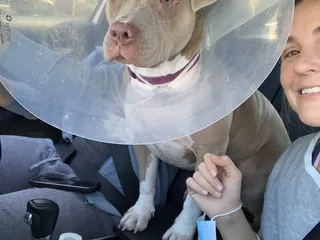 Low Cost Animal Medical Center