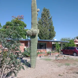 Our Saguaro at home