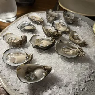 Oysters