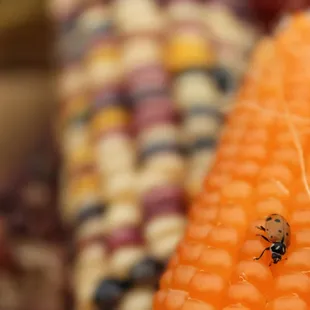 "The Ladybug wears no disguises. She is just what she advertises." --J. Patrick Lewis