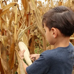Picking corn