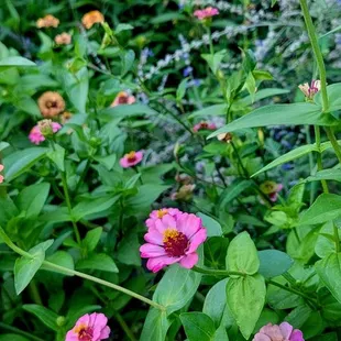 pink flowers in a garden