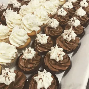 Chocolate and Vanilla Cupcakes