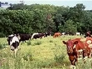 Uplands Cheese Company