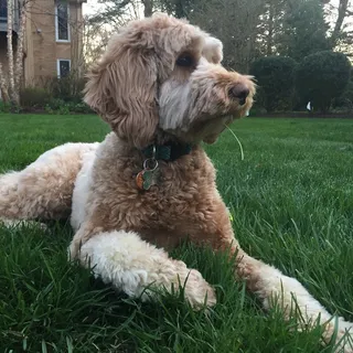 Ari P.
