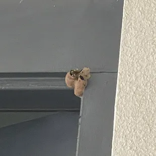 Mud dabber nest above our unit when we are trying to move stuff out.
