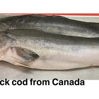 Black cod