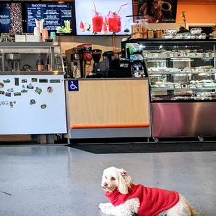 Ice cream, Smoothies, Bakery, Coffee, dog