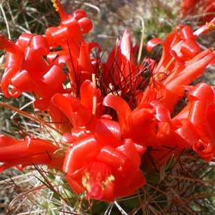 Mammillaria setispina, frost hardy and beautiful