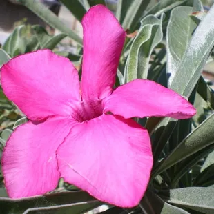 Adenium