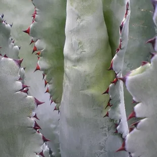 Agave bovicornuta x colorata one of our many wonderful Agave choices