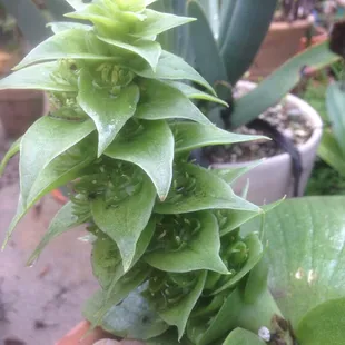 Not exactly sure why rare Massonias turn me on, but I can't fight the feeling!!! Taste the rainbow!!!!