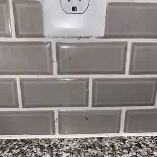 Ants from the kitchen outlet