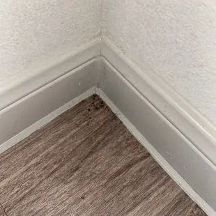 More dead ants I had to spray