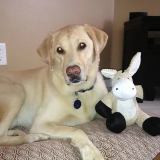 Lisa J.