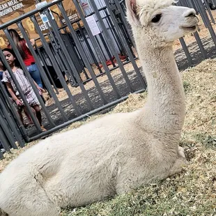 Super photogenic alpaca