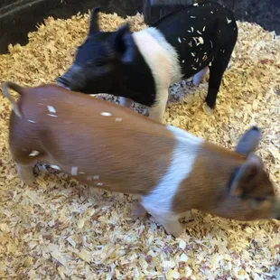 Francis and Roger Bacon.