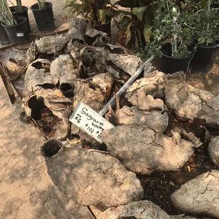 Az growers saguaro cacti " boots" eclectic variety of choices