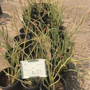 Az growers popular species &amp; rare alike