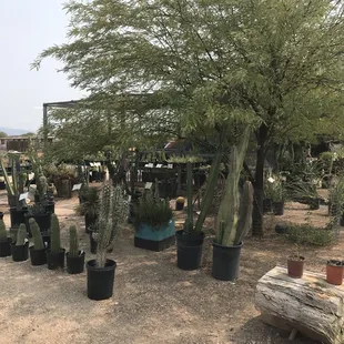 Many different cacti az growers allen rd