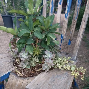 An old wooden chair with various succulents and a crown of thorns growing from the seat. Ben's property is loaded with interesting pieces.