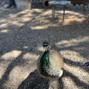 Shirley the peacock