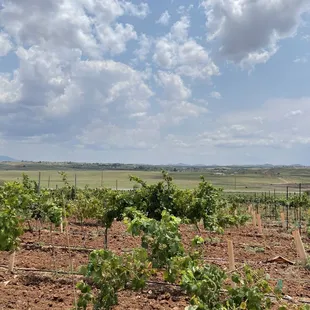Grapevines