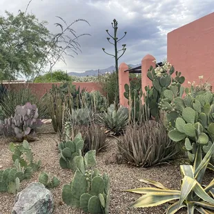 Lots of desert  landscaping