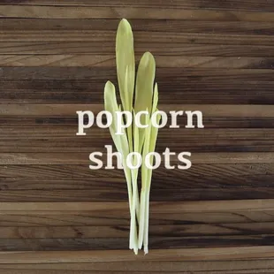 popcorn shoots