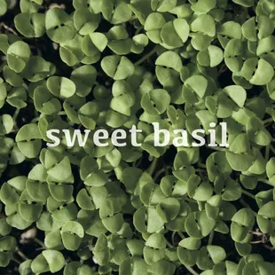 a close up of a plant with the words sweet basil