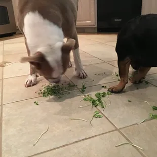 Our pups love AZ Microgreens!
