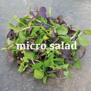 micro salad